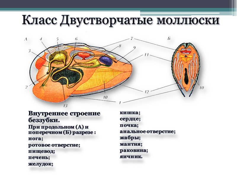 Класс Двустворчатые моллюски Внутреннее строение беззубки. При продольном (А) и поперечном (Б) разрезе :